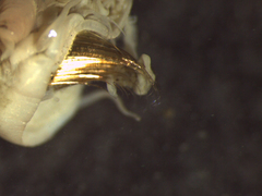 Pectinariidae
