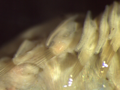 Pectinariidae