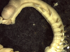 Pectinariidae