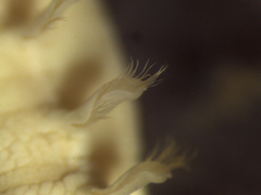 Pectinariidae