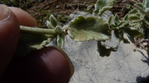 Image of Marrubium incanum by (c) Michael Andresek, some rights reserved (CC BY)