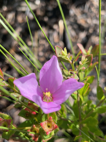 Image of Rhexia nuttallii by no rights reserved