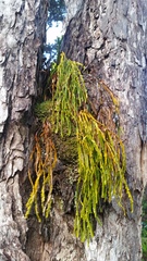 Psilotum complanatum