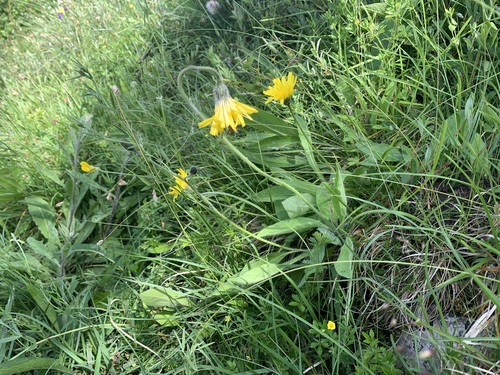 English hawkweed (Hieracium anglicum)