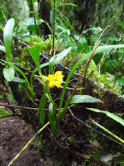 Brassia andina