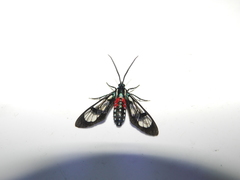 Poecilosoma eone