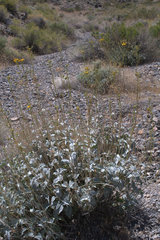 Bahiopsis reticulata