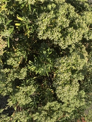 Eriogonum arborescens