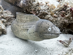 Grey Moray photo 2