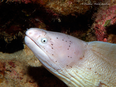 Grey Moray photo 4