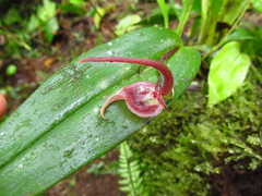 Pleurothallis ruberrima