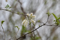 Mimosa platycarpa