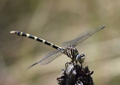 Phyllogomphoides stigmatus