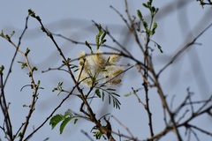 Mimosa platycarpa