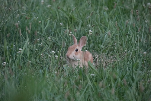 Eastern Cottontail photographed in New Jersey