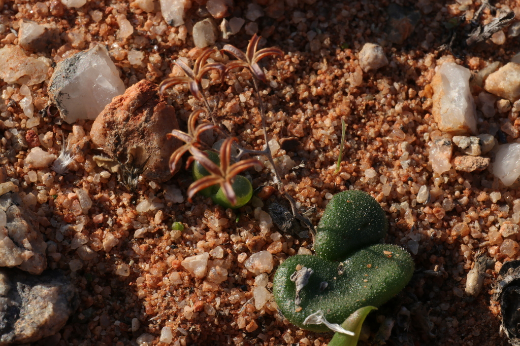 Tylecodon pusillus