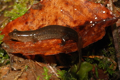 Desmognathus brimleyorum