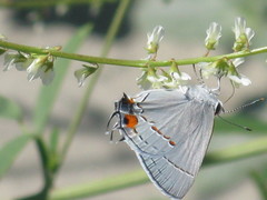 Strymon melinus