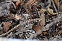 Gerrhonotus liocephalus
