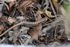 Gerrhonotus liocephalus