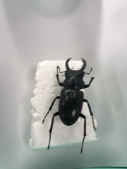 Dorcus rubrofemoratus yamadai