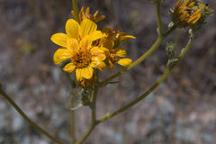 Bahiopsis reticulata