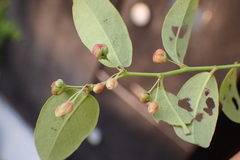 Phyllanthus reticulatus reticulatus