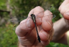 Hylogomphus parvidens
