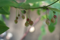 Phyllanthus reticulatus reticulatus