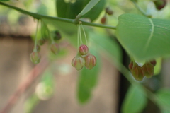 Phyllanthus reticulatus reticulatus