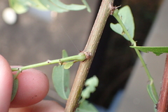 Phyllanthus reticulatus reticulatus