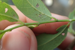 Phyllanthus reticulatus reticulatus