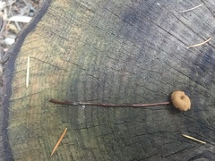 Conocybe semiglobata