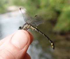 Hylogomphus parvidens