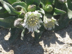 Eclipta prostrata