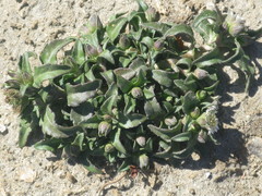 Eclipta prostrata