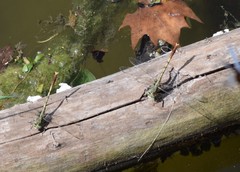 Arigomphus submedianus