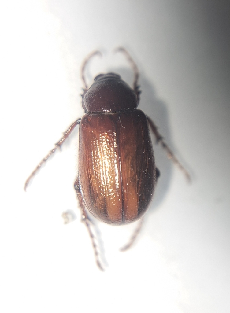 Pacuvia