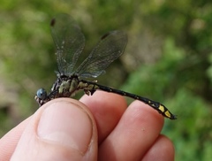 Hylogomphus parvidens