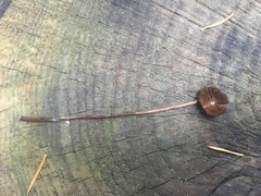 Conocybe semiglobata