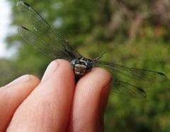 Hylogomphus parvidens