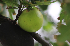 Andricus quercuscalifornicus