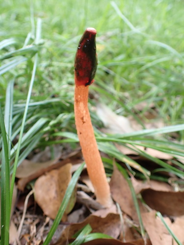 Phallus rugulosus