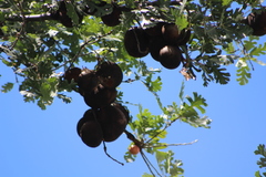 Andricus quercuscalifornicus