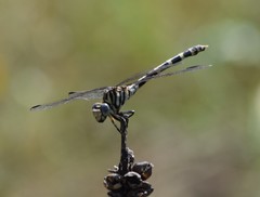 Phyllogomphoides stigmatus