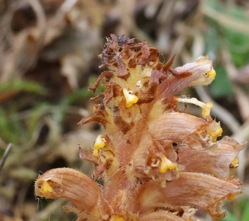 Image of Orobanche elatior by (c) Jerry Lanfear, some rights reserved (CC BY)