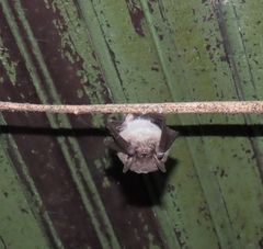 Silver-Tipped Myotis photo 3