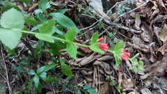 Russelia verticillata