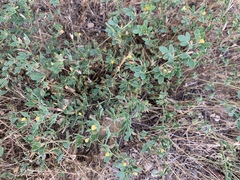 Acmispon wrangelianus