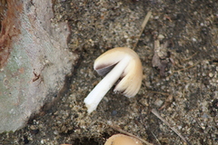 Coprinellus micaceus